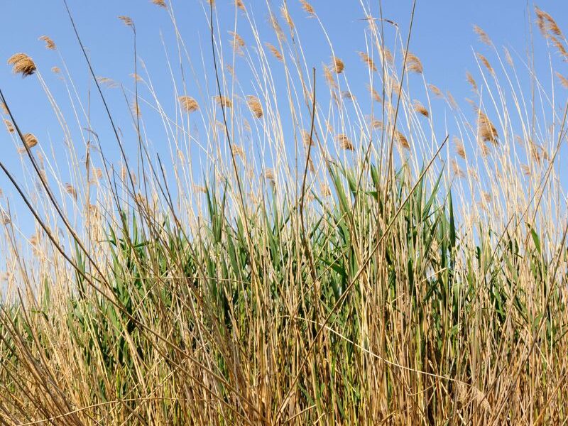 paille pour boisson en roseau